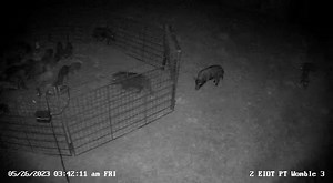 An older video but a good pile in and pigs talking! | East Texas Hog Control