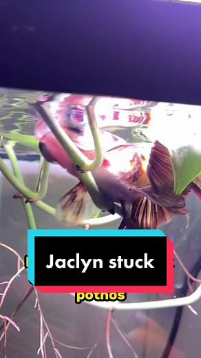 Clumsy Goldfish Adventure: Jacqueline's Vine Dilemma