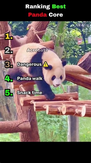 Ranking best panda moments 🐼 #panda #funny #cute #shorts