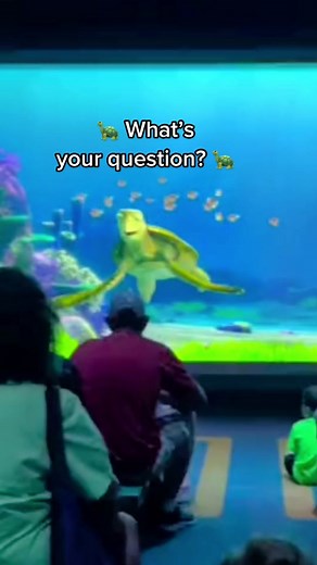 Raise your fin if you want more Turtle Talk With Crush! #turtletalkwithcrush #turtletalk #disneyparks #disneyworld #disneyland #epcot #disneycaliforniaadventure