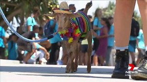 A goat named Elliot is strolling the streets of Surfers Paradise, acting more like a dog, and dressing to impress. www.7plus.com.au/news #7News | 7NEWS Gold Coast