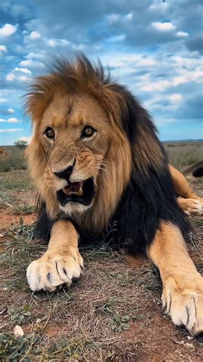 Lion Sight in the Wild, Nobody Expected What Happened Next