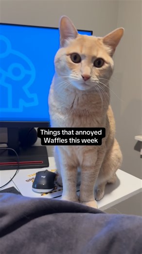 Waffles & Maple on Instagram: "Waffles was really pushed to his limits this week with another visit from @housepetpotluck #cats #pets #catsofinstagram #dogs #cat #catsanddogs #siblings #sparehuman"