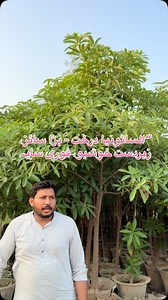 52 reactions · 8 comments | Large Alstonia Trees  Fragrant White Flowers | Instant Shade | Fast Growing” #gardening #nursery #gardendecor #plantscare #decoration #tranding #plants | Dogar Online Nursary and Kitchen Gardening Shop | Facebook