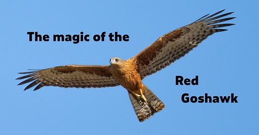If you haven't fallen in love with the Red Goshawk yet – you will after this video.♥️ The Red Goshawk is Australia’s rarest bird of prey – a fierce, fiery raptor with golden eyes and huge yellow talons built to catch other birds mid-flight. 🔥 But despite its power and brilliance, this Endangered species has vanished from two-thirds of its former range and is in serious trouble. 💔 BirdLife Australia is working with Indigenous Ranger Groups, researchers and communities to find breeding pairs, pr