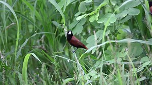 Beautiful small bird Chestnut Munia standing on the grasses with nature background-4K resolution footage
