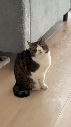 Only three hours till dinner 😬🥺😂 #sohungry | Monty