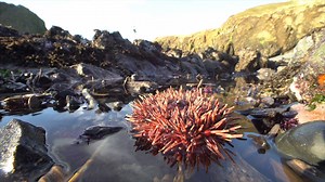 82K views · 273 reactions | Tide pools are a source of awe and wonder, but it's important to explore with care. Check out these tide pool etiquette tips from one of our marine biologists.  | The Nature Conservancy in Oregon | Facebook
