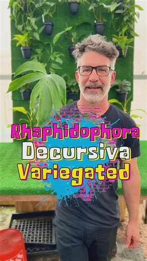 Rhaphidophora decursiva variegated is a tropical plant species native to Southeast Asia. It’s a climbing vine belonging to the Araceae family, known for its attractive variegated foliage and aerial roots. The leaves are glossy and deeply lobed with prominent veins, making them popular in indoor gardens and as houseplants in areas with suitable climates. This plant thrives in humid environments with indirect light and well-draining soil. It’s often used for ornamental purposes, adorning trellises