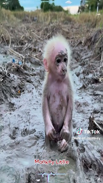 Rescue Baby Monkey: Heartwarming Bonding Moments