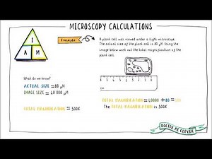 MICROSCOPY CALCULATIONS, AQA 9-1 GCSE Biology, Topic 1 Cell Biology.