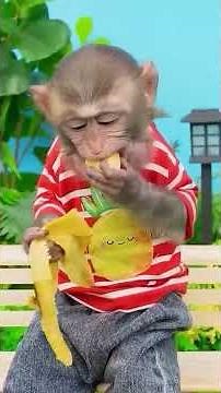Funny monkey videos #funny #funnyvideo #monkeybaby