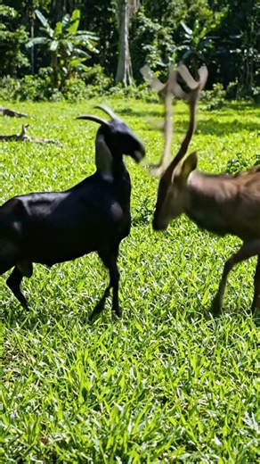 GOAT VS DEER
