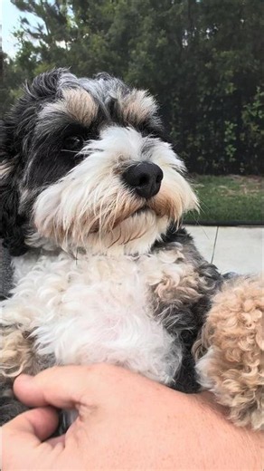 Sweetest Weekend Wishes from Loki the Tricolor Phantom Cavapoo!