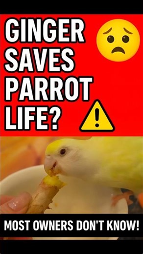 Ginger Spray Hack 🦜 Save Your Parrot Naturally | #birds #lovebirds
