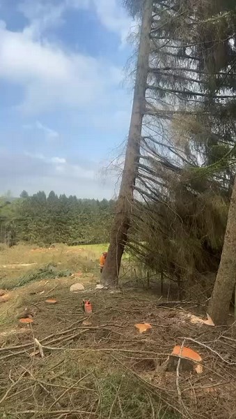 Dealing with some heavily weighted back leaning trees this week for TPH Ltd, using our 8450 Valtra and 9.5 ton remote control winch. #valtra #forest #chainsaw #chainsawman #tractor #tree #fyp #tiktok #viralvideo #woodland #forestry #forestrywork #timber #felling