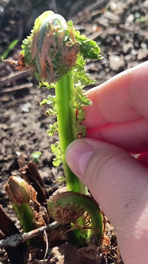 How to forage for ostrich fern fiddle heads. Make sure your know what to look for because most ferns are not edible. These are worth learning how to properly identify and prepare! #ostrichfern #fiddleheads #foraging #ferns