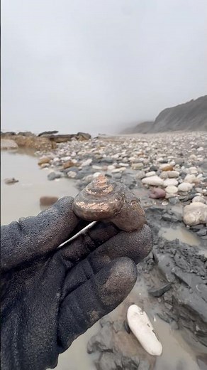 We found a beautiful Gastropod Shell fossil preserved with white shell and shiny Iron Pyrite 😊🦖⚒️