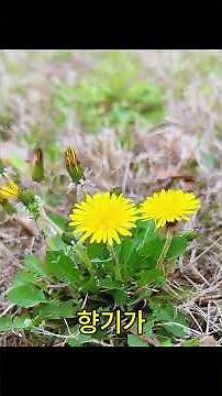 30 Must-Know Wild Medicinal Herbs in the Countryside 🌿