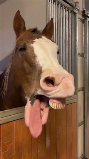 Funny Horses 😂🐴 | Try Not To Laugh! #horses #funny #shorts