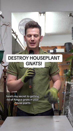 Fungus gnats can be an annoying part of houseplant care that seemingly never go away! However, With a few tricks (and a lot of patience) you can get rid of them and ensure they NEVER come back! #planttiktok #planttips #fungusgnats