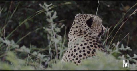 Cheetah sitting in a field