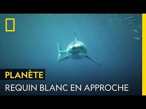 Un face à face haletant avec un grand requin blanc