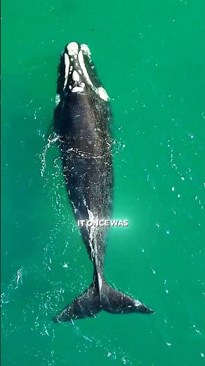 Blue whale