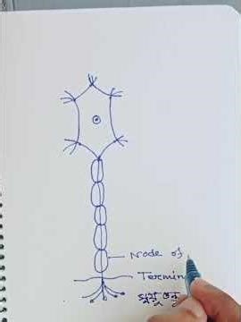 # Neuron cell diagram drawing Easy way,,,
