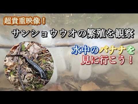 クロサンショウウオの繁殖を観察してきた