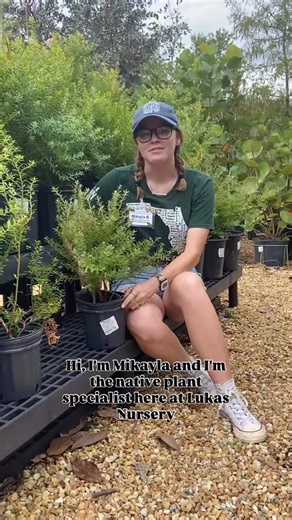 Lukas Nursery | Let’s learn about Florida native shrubs! 🌿 Our native plant expert, Mikayla, talks about her top 3 favorite native shrubs, and why you... | Instagram