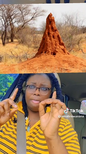 Discover the Spiritual Benefits of Anthills at Abrewanana Herbal Center