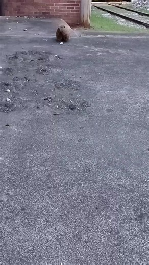 Groundhog Day Chaos: Baby Momma Drama in the Hood