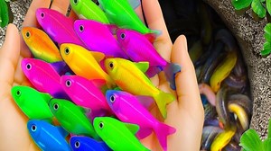 在小池塘里捕捉色彩斑斓的水族馆鱼类：乌龟、七彩铅笔鱼、玻璃鱼、龙孔雀鱼。