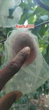 Total Peach Destruction: Thanks, Plum Curculio 😤