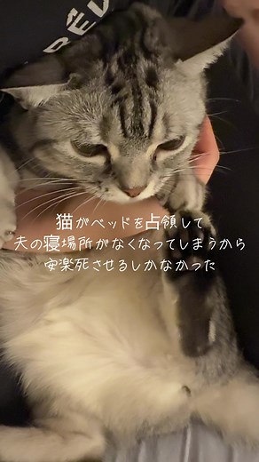 猫がベッドを占領する問題の解決法