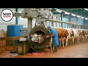 Inside The Food Factory : Cattle Slaughter & Processing Line In Factory