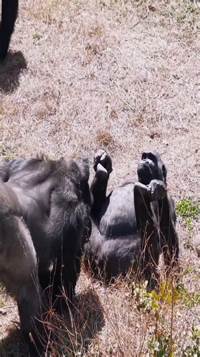 #CuteMoments #AnimalReels #GorillaLife #ExplorePage