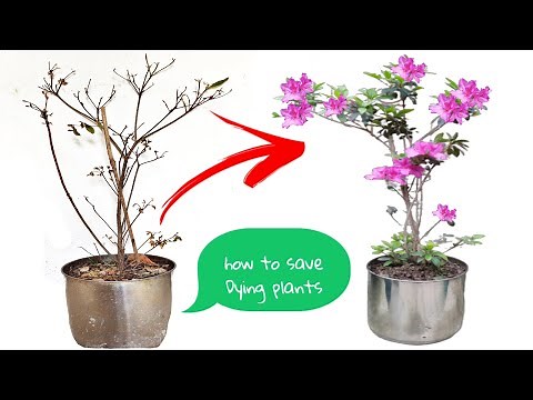 Easy Way To Save Dying Plants | How to Revive any dying plants| #azalea_plants_care |