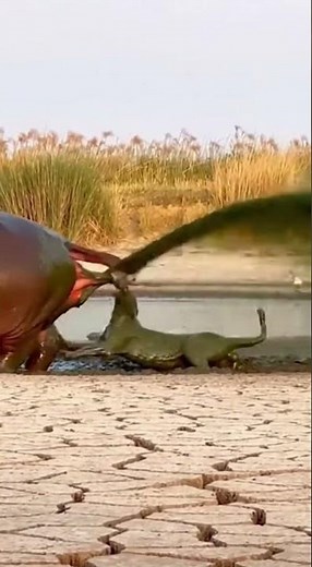Leopard Attacks Sleeping Hippo - INSTANTLY Regrets It! 😱 #shorts #instant