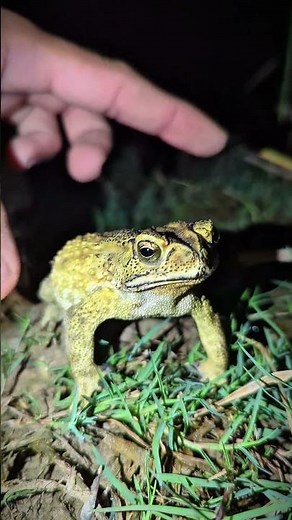 Funny frogs compilation Bonk Bonk | funny funny funny animal videos | funniest frog Hahaha