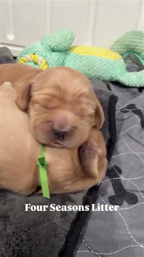 These cute little snuggle bugs are from our girls Star and our sweet little 20 pound JJ