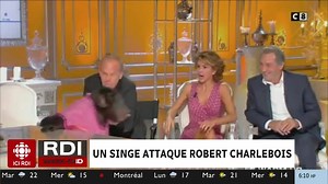6.2K views · 32 reactions | Robert Charlebois a été agressé par un chimpanzé, heureusement sans être blessé, à l’émission « Salut les Terriens », animée par Thierry Ardisson. C’est Laurent Baffie, chroniqueur de l’émission, qui avait amené l’animal sur le plateau. | Radio-Canada Arts | Facebook