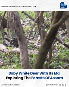 A baby white deer and its mother, gleefully exploring the forests of Assam—a rare and breathtaking sight. White deer are incredibly rare in Kaziranga National Park, and their appearance brings joy to nature lovers across the state. This rare sighting is a testament to the incredible biodiversity of this UNESCO World Heritage Site, home to countless species, including the one-horned rhinoceros and wild water buffalo. Moments like these serve as powerful reminders of the urgent need to protect and