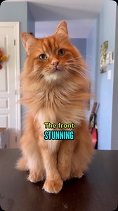 Practically perfect in every way 🧡 #gingercat #catsofreels #orangecat | The Oreo Cat