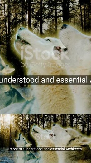 The Disturbing Truth About Wolves and Their Packs