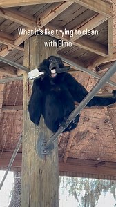 Elmo is the silliest & most mischievous siamang.. he just wants to play & lick everything while I try to clean!! #siamang #primate #ape #animals #sanctuary #cuteanimals #cute #elmo | Animal Preservation & Education Sanctuary - A.P.E.S