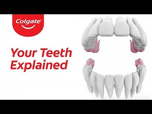 Your Teeth Explained - Colgate®