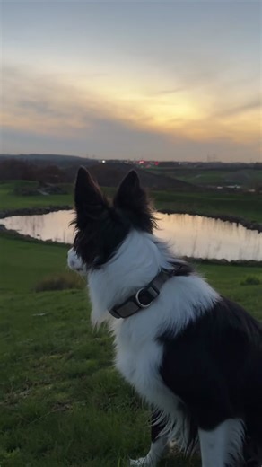 Understanding Border Collies: Traits and Training Tips