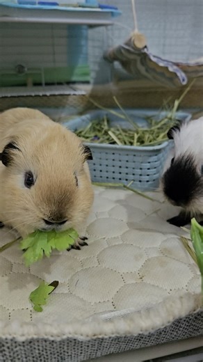Guinea pig eat celery leaves 🤤🐹